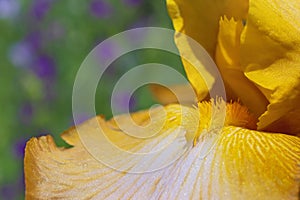 Super macro view of bright yellow iris petals on blurred green - violet background
