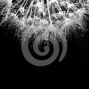 Super macro white dandelion with droplets on black background