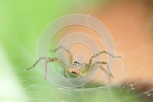 Super Macro of Wolf Spider on its Cobwebs.