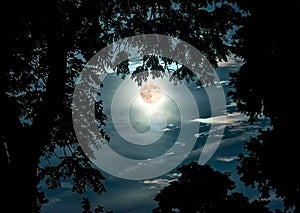 Super Moon Framed by Tree branches