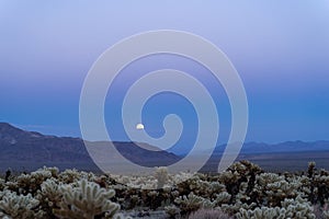 Super moon rises above the mountains over the Cholla Cactus garden in Joshua Tree National Park at sunset