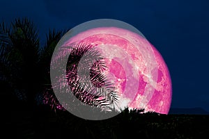 super pink moon back silhouette in ancient palm tree night sky