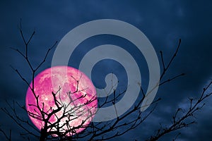 super pink moon back silhouette branch dry tree night cloud