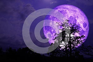 Super purple strawberry moon back on cloud and tree in the field and night sky