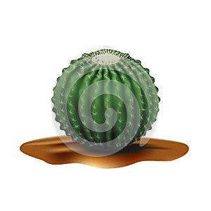 Super Realistic desert big round cactus Echinocactus. Plant of desert among textured gradient sand. Realistic 3d volume vector photo