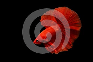 Super red betta fish. Siamese fighting fish isolated on black background. Thailand