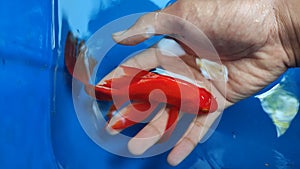 Super red commet fish