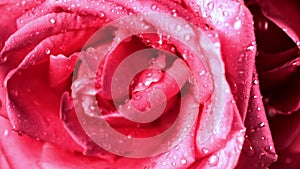 Super slow motion droplets of water fall on a freshly cut rose flower. Filmed on a high-speed camera at 1000 fps.