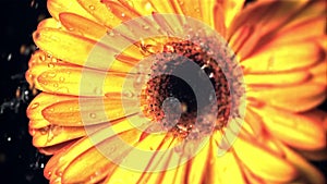 Super slow motion water droplets drip on the yellow flower gerbera. Filmed at 1000 fps.