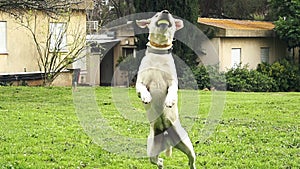 Super slow motion of a white dog catching a tennis ball