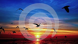 super slow seagulls fly beautiful full sunset sunlight sky beach background travel tourist.
