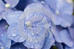 Super small macro of a blue flower