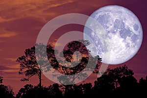 super snow moon back silhouette tree in field on night sky