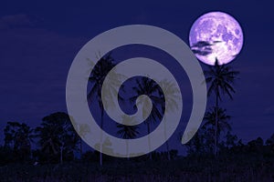 super sturgeon moon on night sky back silhouette coconut trees