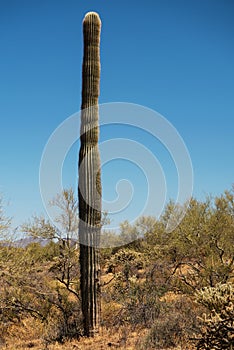 Super-tall armless Saguaro