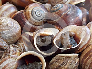 Super tasty snails dish