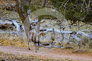 Super telephoto image of bighorn sheep grazing, walking, staring in Zion National Park in Utah seen along a popular walking trail