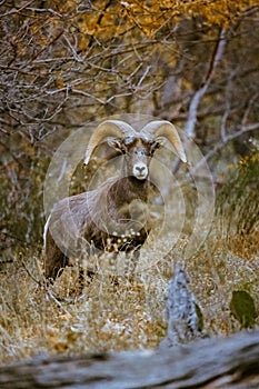 Super telephoto image of bighorn sheep grazing, walking, staring in Zion National Park in Utah seen along a popular walking trail