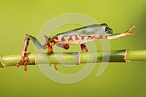 Super tiger legged Frog