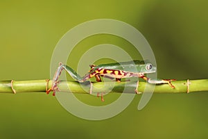 Super tiger legged Frog