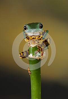 Super tiger legged tree frog