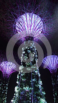 Super-trees at the Gardens by the Bay in Singapore