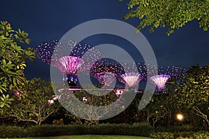 Super Trees at Gardens By The Bay, Singapore