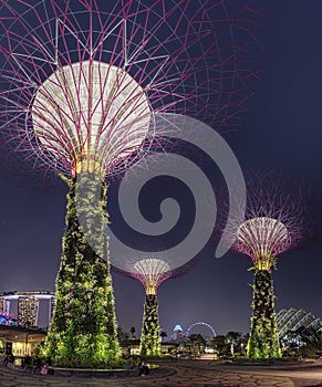 Super Trees Night Scene at Singapore Gardens by the Bay