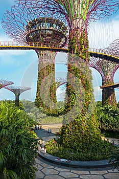 Super Trees in Singapore