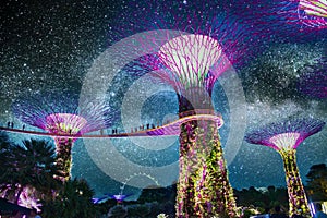 The Super Trees at the Singapore Gardens by the Bay taken during the blue hour