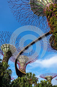 Super Trees and Walkway shot from below - Gardens By the Bay, Singapore