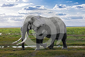 Super Tusker Paulo at Amboseli