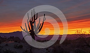 Super Vibrant Desert Sunrise With Sagauro Cactus