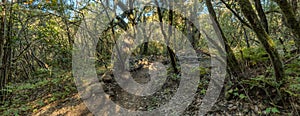 Super wide angle panorama. Relict forest on the slopes of the Garajonay National Park mountains. Giant Laurels and Tree Heather