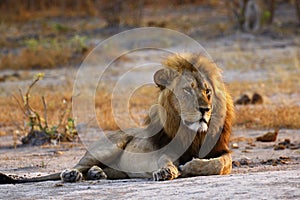 Superb Adult male lion leads the pride