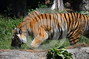 Superb big tigress with dangerous airs