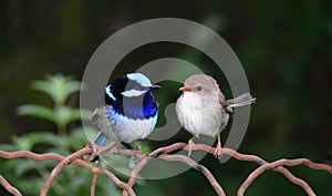 Superb Blue Fairy Wrens photo