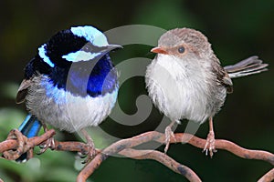 Superb Blue Fairy Wrens photo