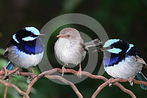 Superb Blue Fairy Wrens photo