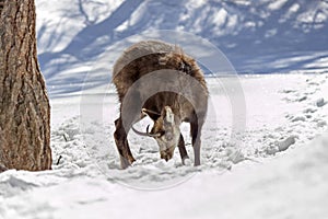 Superb Chamois in the National Park, Aosta