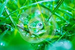 Superb close up of a rain dew drop on a clover leaf with light reflecting in it, centered, blurred green grass and clover plants