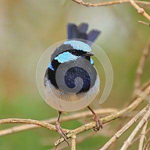 Superb Fairy-wren - Splendid Fairy Wren photo