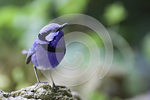 Superb Fairy-wren photo