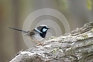 Superb Fairy-wren photo