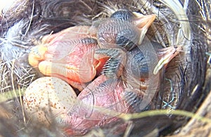 Superb Fairy Wren Babies or Chicks