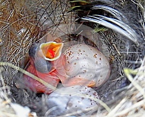 Superb Fairy Wren Chick and Eggs