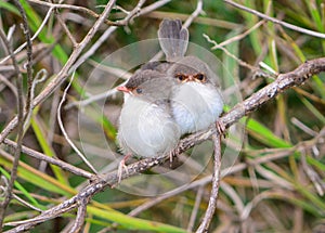 Superb fairy wren chicks