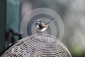 Superb Fairy Wren Sitting on Fan photo