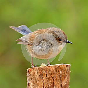 Superb Fairy-wren - Splendid Fairy Wren