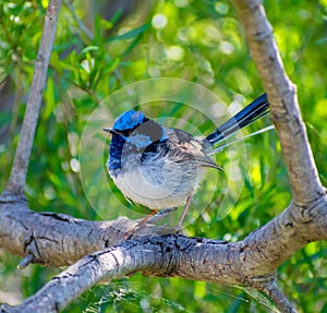 Superb Fairy Wren on a windy day